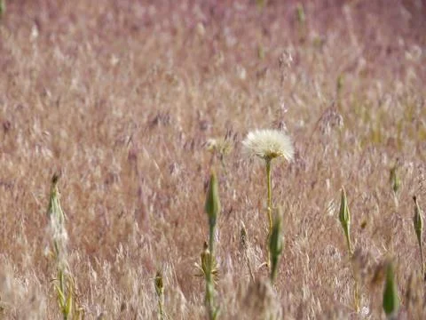 Low angle of flowers in seed in a large field of tall grass Stock Photos