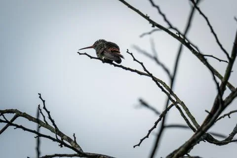 Low angle of a fluffy Rufous-tailed hummingbird (Amazilia tzacatl) perched on a Stock Photos