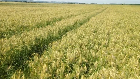 Low angle fly over aerial shot of golden wheat field Stock Footage 198416824
