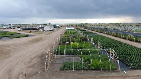 LOW ANGLE FLYOVER HUGE COMMERCIAL GREENHOUSE ROWS OF TREES Video stock 111606550