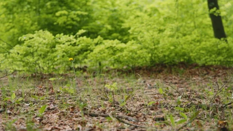 Low Angle Focus Pull, Forest Floor to Vibrant Green Undergrowth, Woodland Stock Footage 327456802