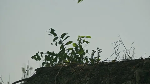 Low Angle Foliage: Upward View of Translucent Leaves Swaying Against Blue Sky Stockbeeldmateriaal 320952467