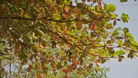 Low Angle Foliage: Upward View of Translucent Leaves Swaying Against Blue Sky Stock Footage 320954164