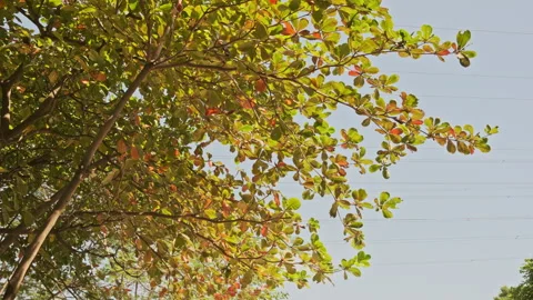 Low Angle Foliage: Upward View of Translucent Leaves Swaying Against Blue Sky Stock Footage 320954552