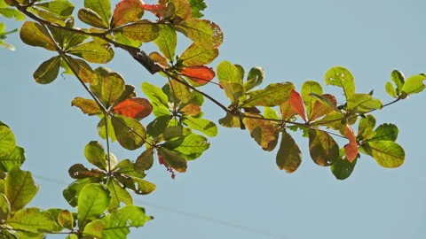 Low Angle Foliage: Upward View of Translucent Leaves Swaying Against Blue Sky Stock Footage 320954681