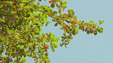 Low Angle Foliage: Upward View of Translucent Leaves Swaying Against Blue Sky 스톡 동영상 320954746