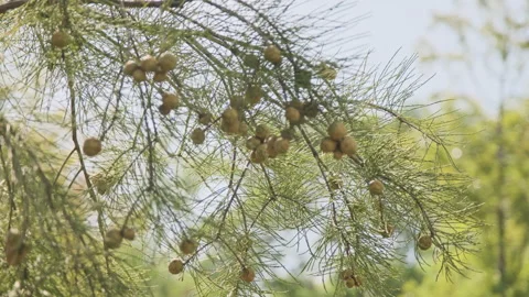 Low Angle Foliage: Upward View of Translucent Leaves Swaying Against Blue Sky Stock Footage 320955972