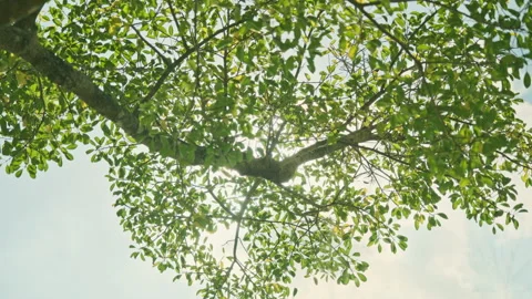Low Angle Foliage: Upward View of Translucent Leaves Swaying Against Blue Sky Stock-Footage 320959978
