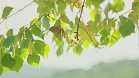 Low Angle Foliage: Upward View of Translucent Leaves Swaying Against Blue Sky Stock Footage 320961800
