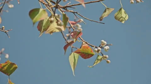 Low Angle Foliage: Upward View of Translucent Leaves Swaying Against Blue Sky Stock Footage 320962052