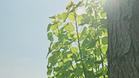 Low Angle Foliage: Upward View of Translucent Leaves Swaying Against Blue Sky Stock Footage 320962987