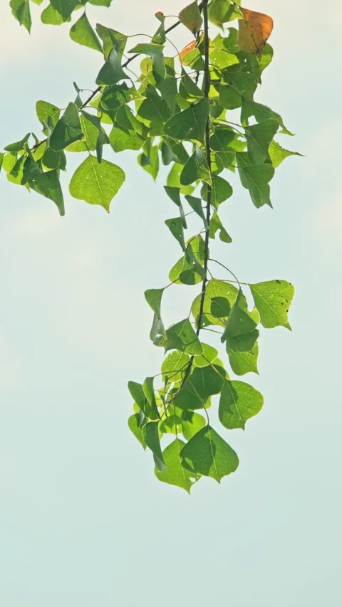 Low Angle Foliage: Upward View of Translucent Leaves Swaying Against Blue Sky Stock Footage 320966436
