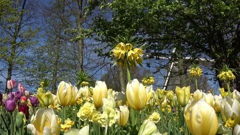Low angle footage behind beautiful yellow tulips 4k Stock Footage 83477131