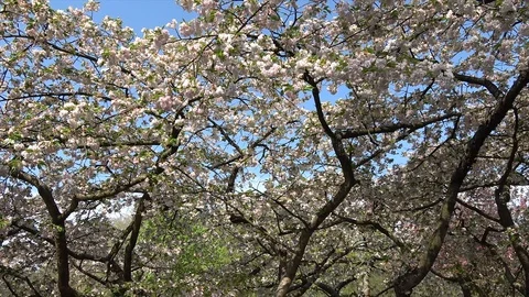 Low angle footage of blooming white cherry blossom and blue sky background 4k Stock Footage 105507568