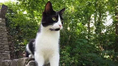 Low angle footage of cat on guard first looking back 4k Stock Footage 111512564