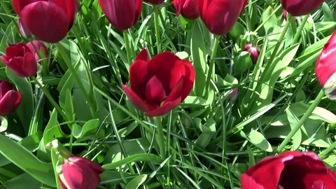 Low angle footage moving through garden of bright red tulips 4k Stock Footage 83465046