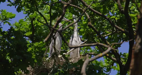 Low angle footage of pair of gray herons perched in a nest in tree canopy Stock Footage 260228519