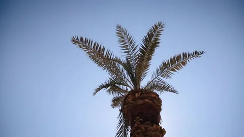 Low-angle footage of palm tree on a bright sunny day. Palm trees against the Stock Footage 181645101