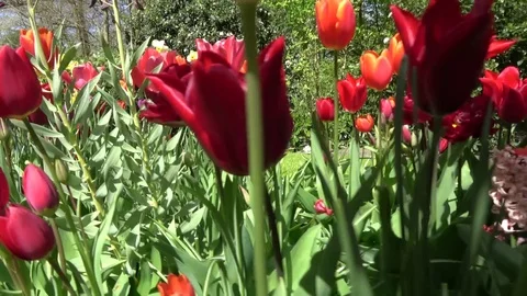 Low angle footage of red colored flowers 4k Stock Footage 82324992