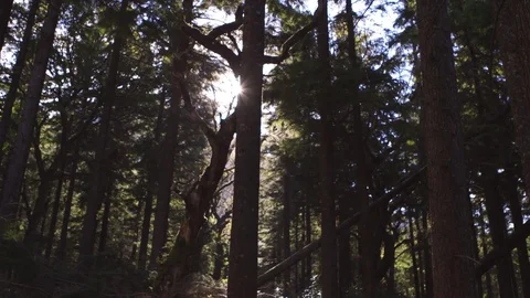 Low Angle Footage Of Sunlight Streaming Through Trees In Forest Stock Footage 79655427