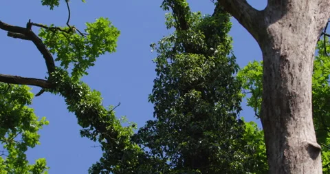 Low angle footage of tall tree covered in foliage under bright blue sky Stock Footage 260228468