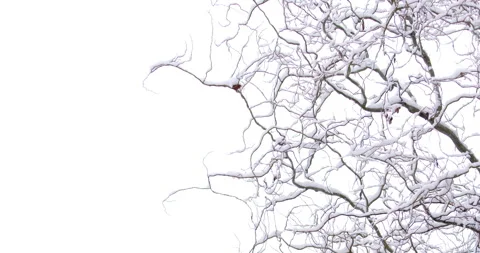 Low angle footage of tree branch covered in snow against white sky Stock Footage 263425856