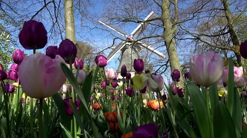 Low angle footage of typical dutch scenery showing tulips in foreground 4k Stock Footage 76224448