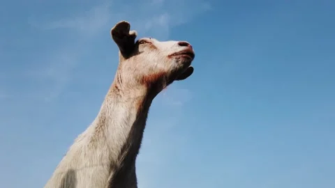 Low angle footage of young white goat on the lookout 4k Stock Footage 152084172