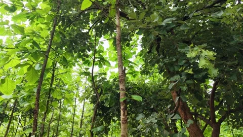 Low-angle-forest-canopy-reveal-teak-jungle-tropical-green-woodland-4k.mp4 Stock Footage 340320794
