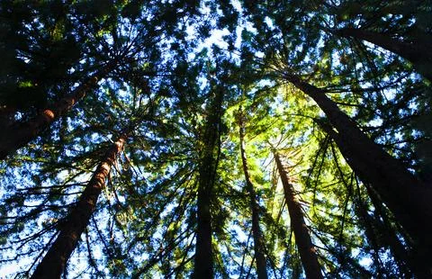 Low Angle Forest Canopy View with Sunlight Filtering Through Tall Conifer Trees Stock Photos