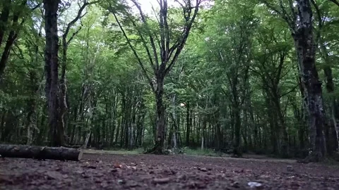 Low Angle Forest Floor Stock-Footage 337552472