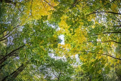 Low angle forest scene under open canopy, sunlight filters, intricate pattern Foto stock