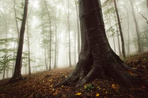 Low angle forest scenery with tree roots in autumn Stock Photos