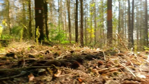 Low Angle Forest Shot In Perfect Sunny Conditions 動画素材 162836021