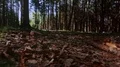low angle forest soil steadicam shot HD Footage