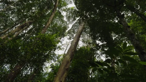 Low angle forest trees at Forest Research Institute Malaysia (FRIM), Malaysia Stock Footage 277259635