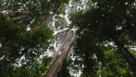 Low angle forest trees at Forest Research Institute Malaysia (FRIM), Malaysia Stock Footage 277259741