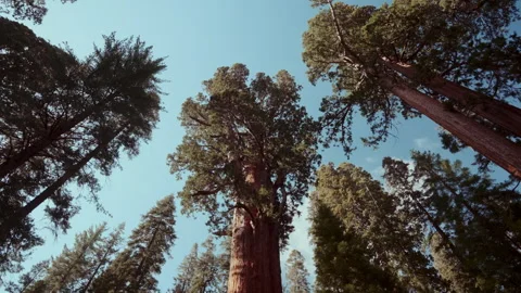Low Angle of Forest Treetops Stock Footage 255742462