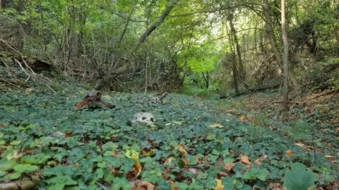 Low Angle Forest Walk Through Dense Green Vegetation and Trees Stock Footage 320735918