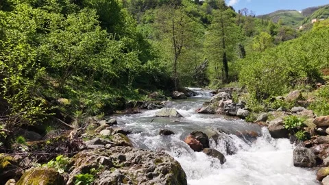 Low Angle Forward Movement Over a River Surrounded by Lush Green Nature Stock Footage 337638479