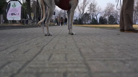 Low angle forward point of view of greyhound dog 库存影片 280729298