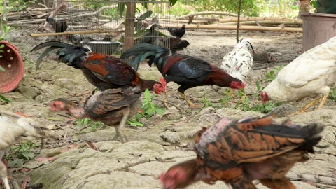 Low Angle Free Range Chickens Feeding Rural Vietnam 스톡 동영상 330279377