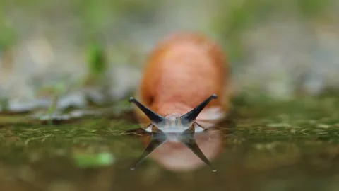 Low angle front close up view of red slug crossing a puddle Video stock 250484508