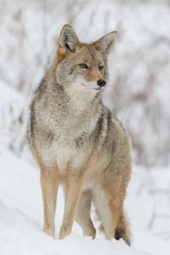 Low angle front view closeup of Coyote looking afar at some prey Stock Photos