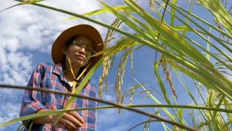 Low angle front view of Female agronomist in paddy field looking over rice on cl Stock Footage 141351196