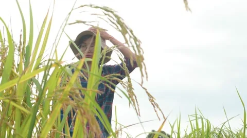 Low angle front view of Female agronomist in paddy field looking over rice on cl Stock Footage 141351817
