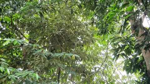 Low angle of fruit trees in the forest Stock Footage 259136245