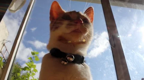 Low angle of a ginger and white cat Stock Footage 40954405