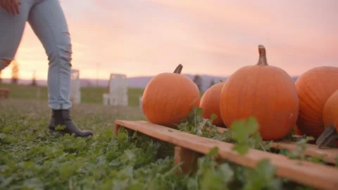 Low angle of girl picking up pumpkin from pumpkin patch Stock Footage 219405396