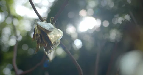 Low angle gold leaf shaped like a Bodhi leaf is used to write name. Stock Footage 284403998